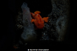 Tiny frogfish covered in muck by Ravinthran Dhamodaram 
